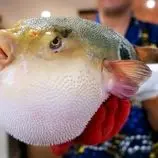 ببینید| غذای خیابانی در ژاپن؛ تهیه انواع غذا با ماهی بادکنکی سمی در اوکیناوا