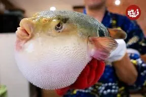 ببینید| غذای خیابانی در ژاپن؛ تهیه انواع غذا با ماهی بادکنکی سمی در اوکیناوا