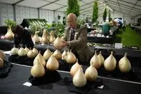 ( عکس) بزرگ‌ترین پیاز جهان؛ پیاز ۹ کیلویی دیده بودید؟