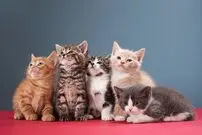 (ویدیو) دعوای خنده‌دار دو بچه گربه بر سر غذا خوردن