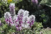 یک ریه سالم و استخوان فولادی فقط با این نوع چای خاص