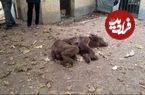 تلف شدن ۲ قلاده خرس قهوه‌ای بر اثر اصابت گلوله