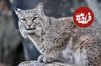 ببینید| صعود برق‌آسای سیاه‌گوش برای شکار سنجاب در دل جنگل
