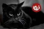 عکس| گربه‌ای که با دزدی از همسایه‌ها، صاحبش را به دردسر انداخت