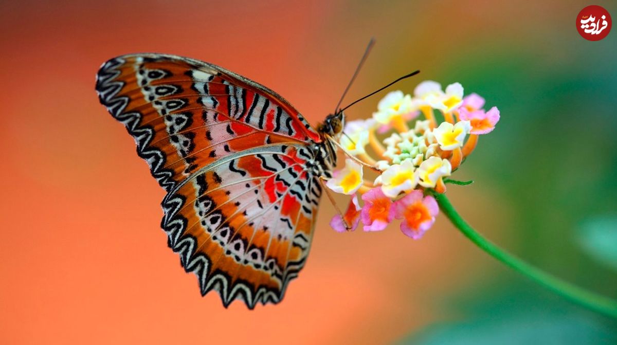 (عکس) این گیاه شگفت انگیز، پروانه‌ها را فریب می‌دهد تا تخم‌ریزی نکنند!