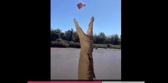 (ویدئو) شکار لحظه پرواز یک کروکودیل برای ربودن طعمه!