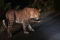 ( ویدیو) جدال نفس‌گیر پلنگ و میمون روی یک درخت غول پیکر