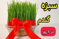 ببینید| آموزش ساده کاشت سبزه گندم عید در 6 روز 