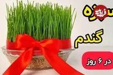 ببینید| آموزش ساده کاشت سبزه گندم عید در 6 روز 