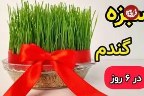 ببینید| آموزش ساده کاشت سبزه گندم عید در 6 روز 