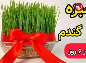 ببینید| آموزش ساده کاشت سبزه گندم عید در 6 روز 