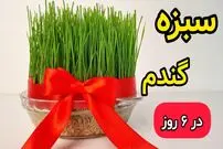 ببینید| آموزش ساده کاشت سبزه گندم عید در 6 روز 