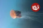 ببینید| مشاهده عروس دریایی غول‌پیکر به بزرگی یک اتوبوس