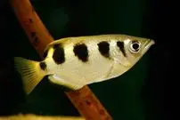 ببینید؛ ماهی تیرانداز تاکنون دیده بودید؟