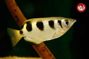 ببینید؛ ماهی تیرانداز تاکنون دیده بودید؟