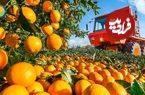ببینید؛ مراحل برداشت و فرآوری صدها تن پرتقال در باغ و کارخانه آمریکا