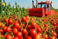 ببینید؛ مراحل کاشت، برداشت و فرآوری گوجه گیلاسی در مزارع پهناور آمریکا