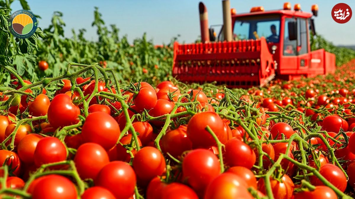 ببینید؛ مراحل کاشت، برداشت و فرآوری گوجه گیلاسی در مزارع پهناور آمریکا