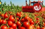ببینید؛ مراحل کاشت، برداشت و فرآوری گوجه گیلاسی در مزارع پهناور آمریکا