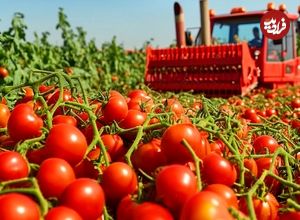 ببینید؛ مراحل کاشت، برداشت و فرآوری گوجه گیلاسی در مزارع پهناور آمریکا
