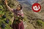 ببینید| غذای روستایی در ایران؛ برداشت شاه توت از جنگل و تهیه کیک و شربت با آن