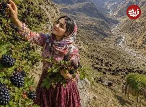 ببینید| غذای روستایی در ایران؛ برداشت شاه توت از جنگل و تهیه کیک و شربت با آن