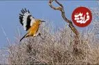 عکس| راز بقای زاغ بور در قلمرو قیچ‌های خراسان جنوبی