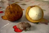 تصاویر| پلاتونیا؛ سخت‌پوست‌ترین میوه آمازون معروف به صبور که پوستش فقط با چکش شکسته می‌شود و بعد از ۱۵ سال میوه می‌دهد و ۴۰۰ سال عمر می‌کند