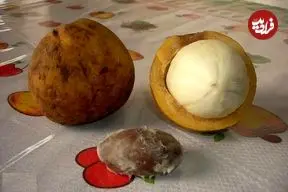 تصاویر| پلاتونیا؛ سخت‌پوست‌ترین میوه آمازون معروف به صبور که پوستش فقط با چکش شکسته می‌شود و بعد از ۱۵ سال میوه می‌دهد و ۴۰۰ سال عمر می‌کند