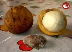 تصاویر| پلاتونیا؛ سخت‌پوست‌ترین میوه آمازون معروف به صبور که پوستش فقط با چکش شکسته می‌شود و بعد از ۱۵ سال میوه می‌دهد و ۴۰۰ سال عمر می‌کند