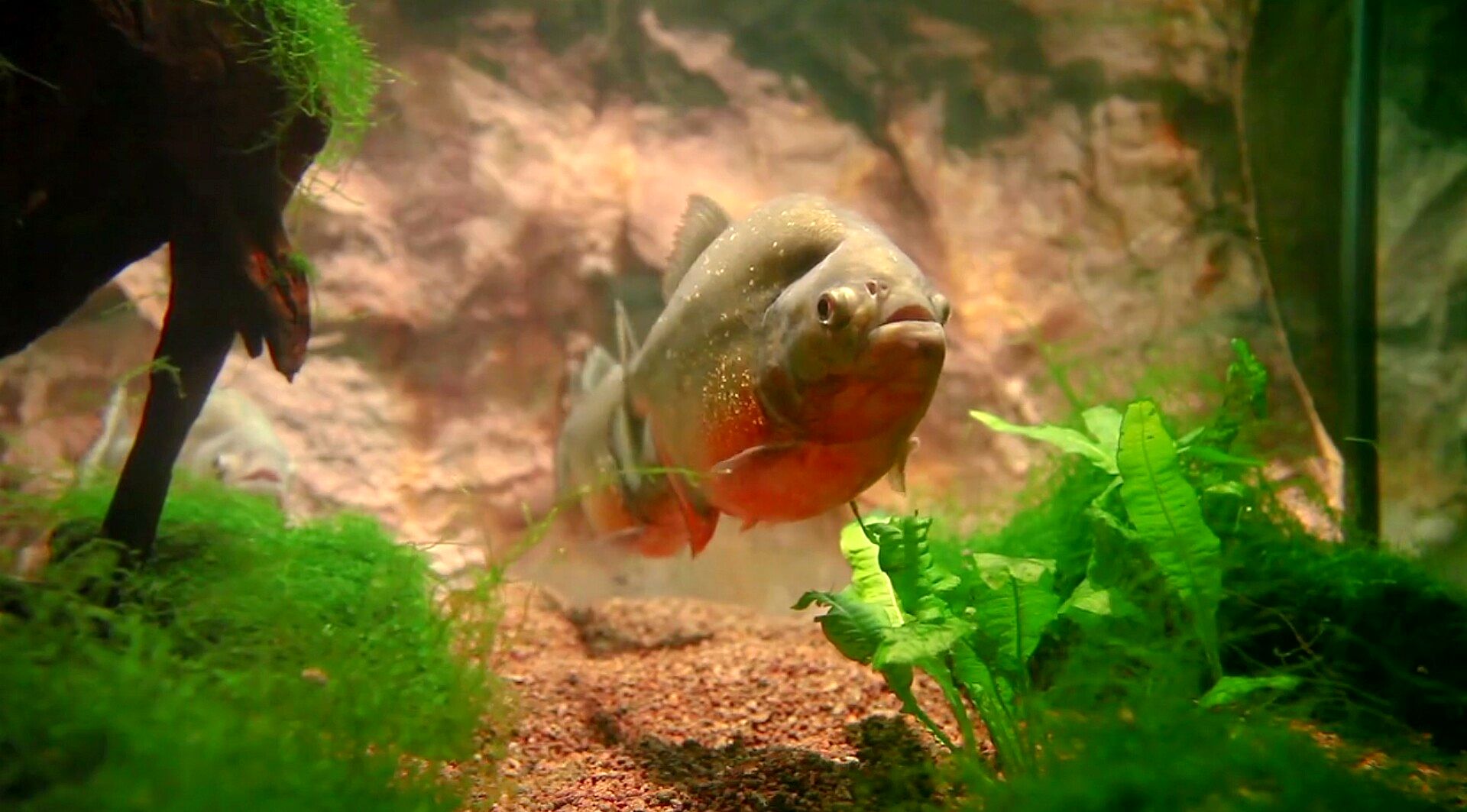 (ویدیو) بلای وحشتناکی که ماهی ها سر لک لک آورند