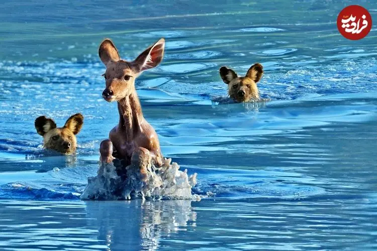 ببینید| لحظه شکار کودو در آب توسط سگ های وحشی در آفریقای جنوبی