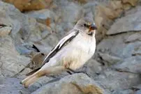 عکس| گنجشک برفی؛ عجیب‌ترین گنجشگ دنیا که در کوه‌های ایران زندگی می‌کند و منقارش در زمان جوجه‌آوری تغییر رنگ می‌دهد!