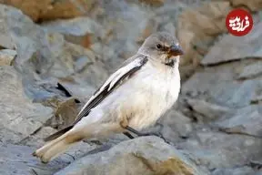 عکس| گنجشک برفی؛ عجیب‌ترین گنجشگ دنیا که در کوه‌های ایران زندگی می‌کند و منقارش در زمان جوجه‌آوری تغییر رنگ می‌دهد!