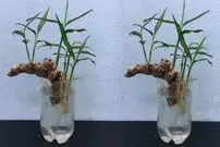 (ویدئو) تو بطری یکبار مصرف و بدون خاک واسه زمستون زنجبیل پرورش بده