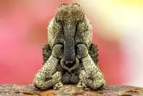 شاهکارهای عکاسی «کلوزآپ حیات وحش» در سال 2025