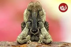 شاهکارهای عکاسی «کلوزآپ حیات وحش» در سال 2025