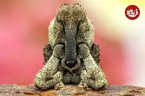 شاهکارهای عکاسی «کلوزآپ حیات وحش» در سال 2025