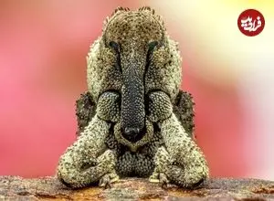 شاهکارهای عکاسی «کلوزآپ حیات وحش» در سال 2025