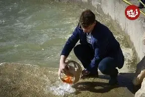 سازمان محیط‌زیست: ماهی‌های قرمز را در منابع آبی کشور رها نکنید