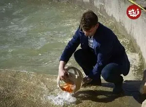 سازمان محیط‌زیست: ماهی‌های قرمز را در منابع آبی کشور رها نکنید