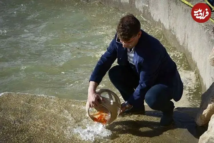 سازمان محیط‌زیست: ماهی‌های قرمز را در منابع آبی کشور رها نکنید