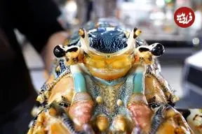 ببینید| غذای خیابانی در ژاپن؛ تهیه چند نوع غذا با لابستر غول پیکر در توکیو