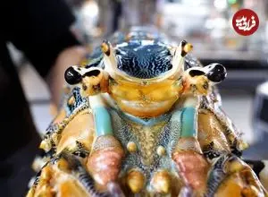 ببینید| غذای خیابانی در ژاپن؛ تهیه چند نوع غذا با لابستر غول پیکر در توکیو