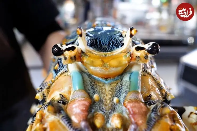 ببینید| غذای خیابانی در ژاپن؛ تهیه چند نوع غذا با لابستر غول پیکر در توکیو