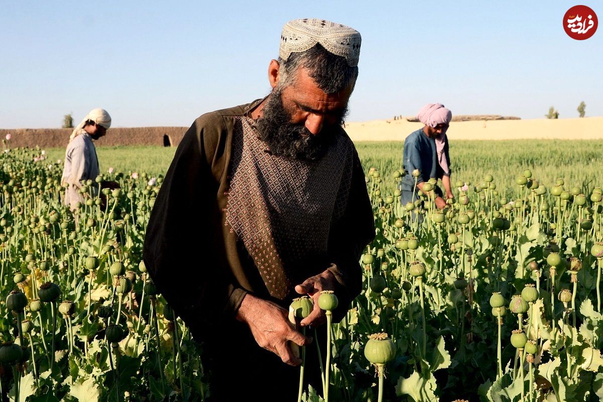 دلایل کاهش تولید تریاک در افغانستان؛ برنامه طالبان چیست؟
