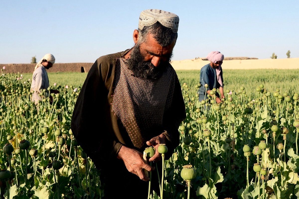 دلایل کاهش تولید تریاک در افغانستان؛ برنامه طالبان چیست؟