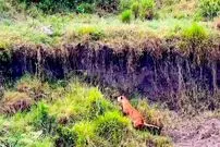 ببینید| وقتی شیرهای ماده، پلنگ بی نوا را غافلگیر می کنند!