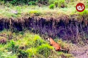 ببینید| وقتی شیرهای ماده، پلنگ بی نوا را غافلگیر می کنند!