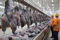 (ویدئو) مراحل پرورش کبوتر برای تولید گوشت به شیوه آمریکایی ها